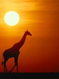 Silhouette of a Giraffe at Sunrise
