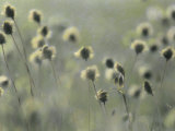Cotton Grass Seed Heads Nod in a Breeze