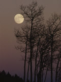 A Cluster of Aspens is Silhouetted against the Evening Sky