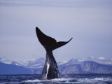 A Bowhead Whale Has its Tail Above the Waters Surface