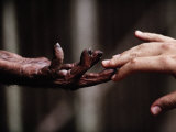 A Volunteer Touches the Hand of a Chimpanzee in the Freetown Zoo