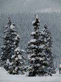Fresh Snowfall at the Chateau Lake Louise