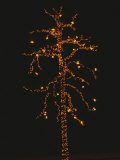 Christmas Lights Outline a Tall Tree in the Snow against the Dark Sky