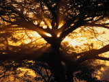 Sunlight Filters Through the Branches of a Large Tree