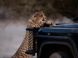An African Cheetah Leans on a Tourist Vehicle While Waiting Expectantly for Food