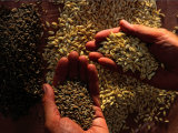 Emmer Wheat Used in Ancient Egyptian Bread-Making