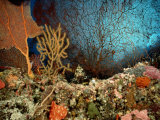 A Coral Scene with Grouper Fish