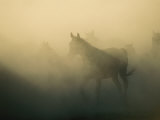 Horses and Horseback Riders in a Field
