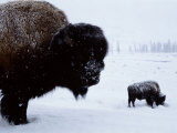 Bison in the Snow