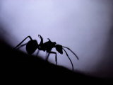 Close-up of a Silhouetted Ant