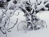 Snow Covers Two Bicycles Chained to a Tree