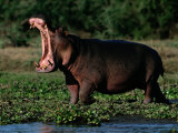 Hippopotamus Showing Territorial Display of Mouth-Opening