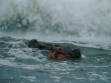 A Hippopotamus (Hippopotamus Amphibius) in the Surf