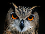 Close-up of an Owl