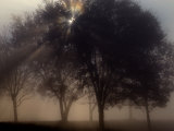 The Sun Peeks Through the Branches of a Tree Shrouded in Mist
