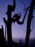 Peacocks Silhouetted in Remains of Trees after Hurricane Andrew