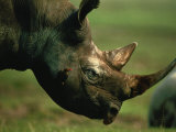 Rhino with an Oxpecker