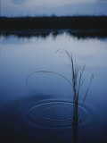 Ripples Form Around a Grass Stalk in a Calm Body of Water