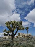 A View of Joshua Trees and Rock Formations in Joshua Tree National Park