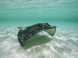 A Southern Stingray Glides Gracefully Through Pristine Water