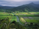 Taro Grows Along the Hanalei River