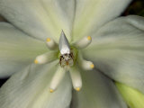Yucca Moth on a Yucca Flower