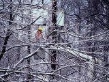 Power Line Repair