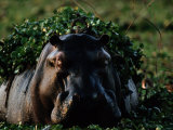 Hippopotamus with Duckweed on its Back