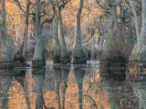 Sunlight Through a Cypress Swamp with Reflections
