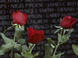 Roses Glow against the Black Granite of the Vietnam Veterans Memorial