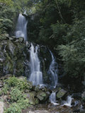 A Narrow Waterfall Braiding Through the Trees