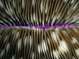Close-View of the Ridged Exterior of a Mushroom Coral
