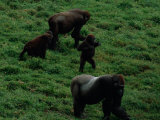 A Family of Gorillas (Gorilla Gorilla Gorilla) Foraging for Food in the Bai