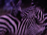 Blurred View of a Pair of Zebras