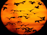 A Flock of Geese is Silhouetted against the Setting Sun