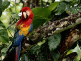 A Wild Scarlet Macaw Perched on a Tree in Costa Rica