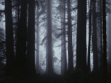 Morning Fog Envelopes Giant Redwood Trees