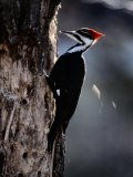 Pileated Woodpecker
