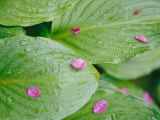Pink Flower Petals Resting on Dew Drenched Hosta Leaves
