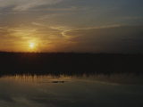 An Alligator in Silhouette Glides Through Wetlands at Sunset