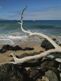 A Tree Branch Juts out over a Beach Along the West Coast of Maui
