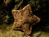 A Starfish