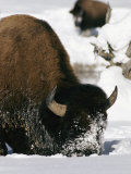 American Bison Forage in the Snow