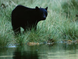 Black Bear (Ursus Americanus)