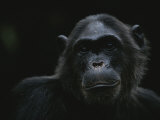 Portrait of the Chimpanzee Fifi