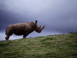 Northern White Rhinoceros