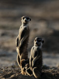 Suricates Stand Alert to Danger with Their Young at Their Feet
