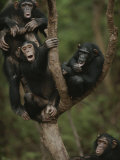 Social Climbers Sound off at a Chimp Klatch in a Tree