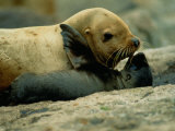 A Steller Sea Lion Cow Exchanges a Kiss with Her Pup