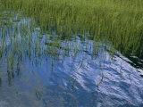Rippling Water Among Aquatic Grasses in a Marsh